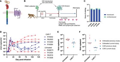 Assessment of anti-CD20 antibody pre-treatment for augmentation of CAR-T cell therapy in SIV-infected rhesus macaques